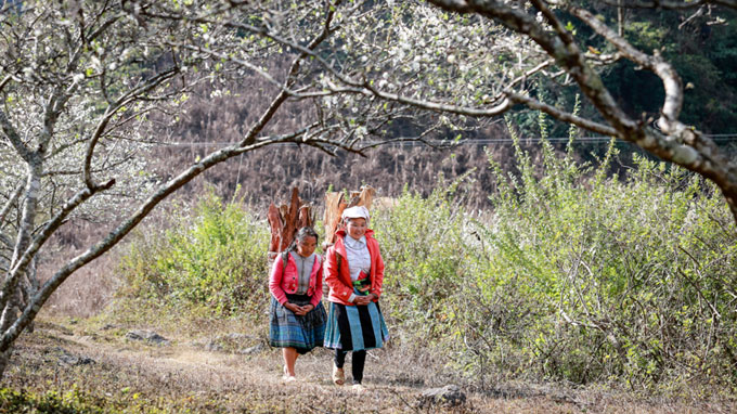 Plum blossoms on Moc Chau plateau
